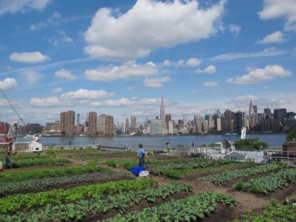 Picture of Eagle Street Rooftop Farm in Greenpoint, Brooklyn, New York City